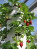 Soilless Culture Indoor&Outdoor Hydroponic Aeroponic Tower 6 Holes Detachable Cups 6 Layers 36 Planting Sites Growing System Kits for Greenhouse Home