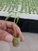 Agricultural hydroponic cuttings seedling cylindrical soilless substrate rock wool plug 27*20