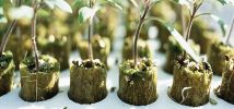 Agricultural hydroponic cuttings seedling cylindrical soilless substrate rock wool plug 27*20
